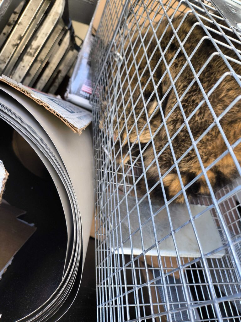 Wildlife Control Specialists LLC