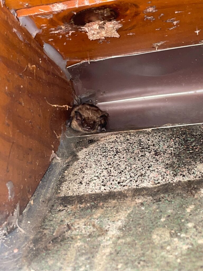 Wildlife Control Specialists LLC