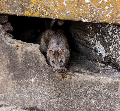 Wildlife Control Specialists LLC